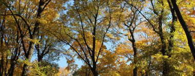 Sonbahar kenti ağaç çayırı manzarası