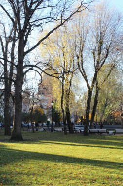 Sonbahar Petersburg. St. Isaac Katedrali 'nin arka planında sonbahar yaprakları (bulanık odak), St. Petersburg, Rusya