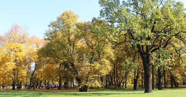 彩色的树在秋天的一个公园 一个活泼的风景与阳光穿过树叶的全景 — 图库照片