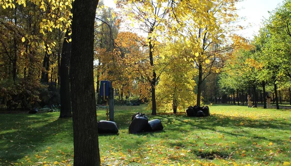 Μεγάλες Μαύρες Πλαστικές Σακούλες Πεσμένα Φύλλα Για Ντελίβερι Οκτώβριος Φθινόπωρο — Φωτογραφία Αρχείου