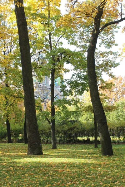 在俄罗斯圣彼得堡 公园里有树木 背景是血淋淋的救世主教堂 — 图库照片
