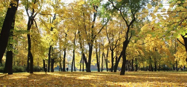 Πανόραμα Της Πολύχρωμα Δέντρα Ένα Πάρκο Φθινόπωρο Ένα Ζωντανό Τοπίο — Φωτογραφία Αρχείου