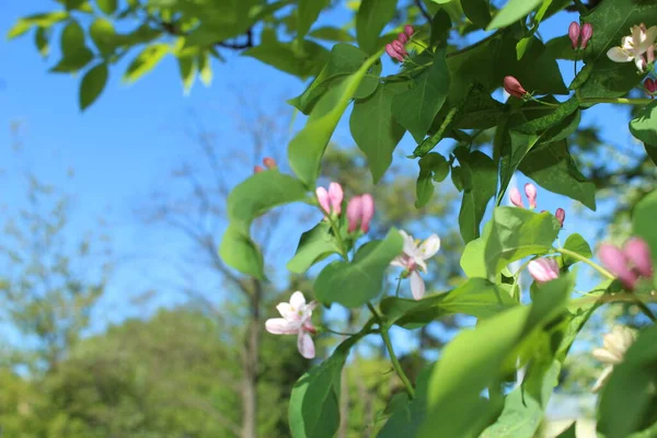 Rózsaszín Virágok Édes Álnarancs Kertben Kora Nyáron Közelkép — Stock Fotó
