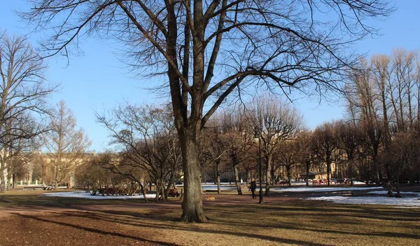 在早春阳光明媚的日子 公园里光秃秃的树木 — 图库照片
