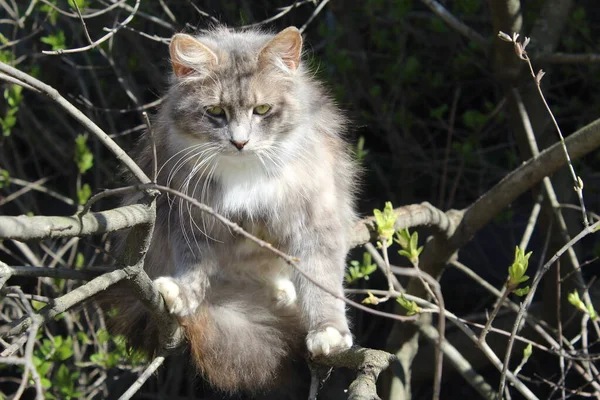 고양이는 나무에 올라간다 상태에서 나뭇가지에 고양이 초상화그리기 선택적 — 스톡 사진