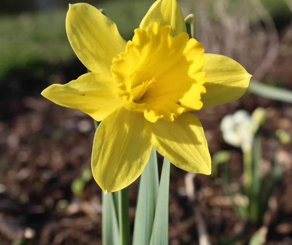 Eine Einzige Gelbe Narzissenblüte Fotografiert Zeitigen Frühling Mit Einem Unscharfen — Stockfoto