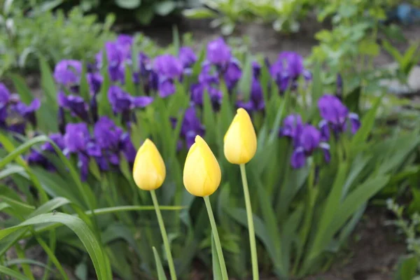 Viele Gelbe Tulpen Auf Einem Blumenbeet Einem Park — Stockfoto