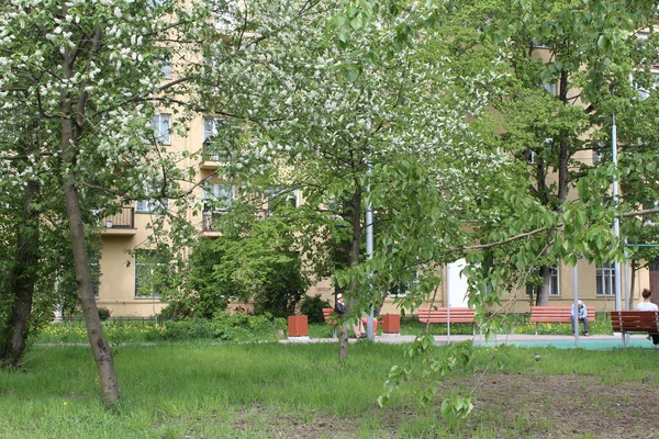 在春天开着花的树停在城里 — 图库照片