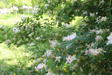 Yıldız yasemin asmasının seçici odak noktası, karanlık çitler (Trachelospermum jasminoides). Çok güzel kokulu, arıları çeken beyaz çiçekler üreten bir sarmaşık. Çin ve Japonya 'ya özgü. Bahar geldi.