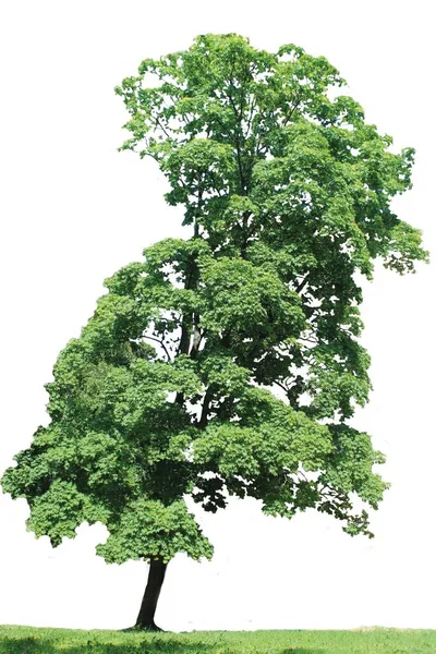 Изолированное Единственное Дерево Траекторией Обрезки — стоковое фото