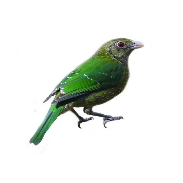 Vacker Grön Fågel Helt Stående Isolerad Vit Bakgrund — Stockfoto