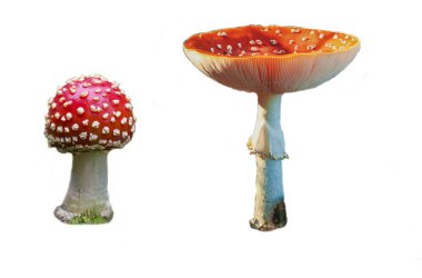 Beyaz arka plan üzerinde izole agaric (Sinek mantarı) fly.