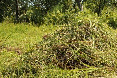 Küçük kazıklarda samanları temizler, sonbaharda fotoğraf çektirirdi.