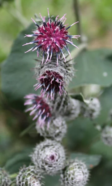 Selective Focus Milk Thistle Flower Blurred Background — Stock Photo, Image