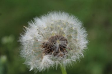 Karahindiba Bud 'ı kapadım. Yeşil çimenlikteki karahindiba beyaz çiçekleri. Yüksek kalite fotoğraf