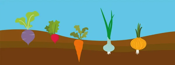 Vegetales Plantados Vegetales Cultivo Raíz Dibujos Animados Verduras Sistema Raíces — Vector de stock