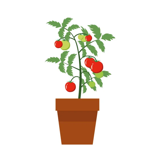 Planta Tomate Maceta Aislada Alimento Concepto Jardinería — Vector de stock