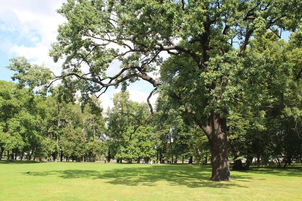 Old oak tree growing in Mikhailovskij park in St. Petersburg Russia