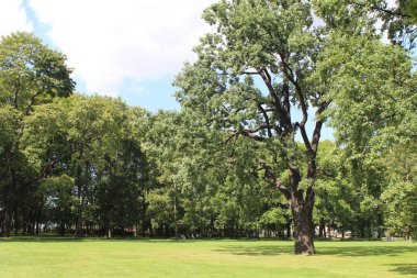 Parktaki yeşil ağaçlar