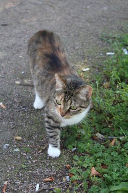 Bir tekir kedinin stüdyo portresi