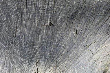 Odun çekirdeğinin yakın görüntüsü. Olgun ağaç kesiminde çatlaklar ve yüzüklerin yaşını gösterdiğini gördüm. Çatlak ve pürüzlü yüzeyi olan doğal organik doku..