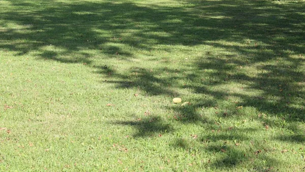 Tree shadow on green grass