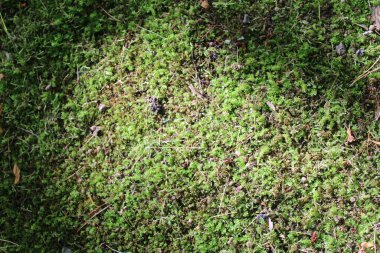 Doğal yeşil yosun arka planı. Üst Manzara. Uzayı kopyala Biyofilik tasarım. Organik, vahşi doğa konsepti. Pankart