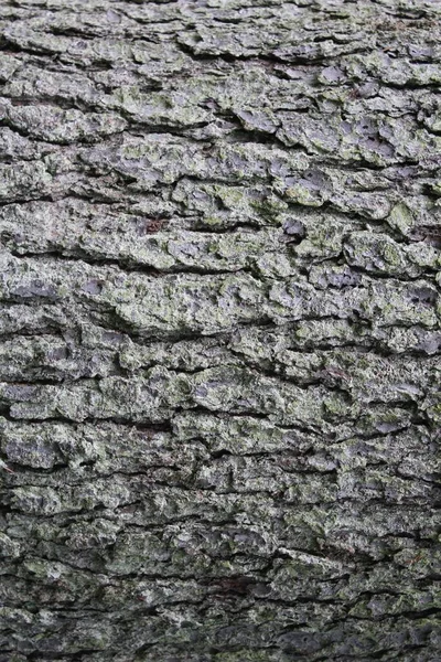 Ladin Kabuğunun Farklı Bir Doğal Dokusu Vardır — Stok fotoğraf