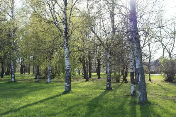 Wiosna Brzozowym Gaju Piękny Słoneczny Dzień Lesie Wiosenny Krajobraz Zielonymi — Zdjęcie stockowe
