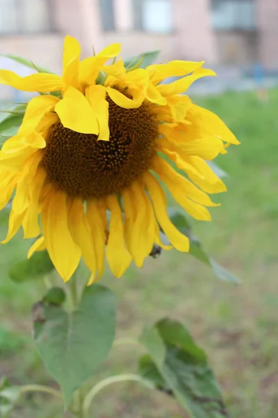 Natural sunflower background, Sunflower flower, Sunflower oil improves skin health and promote cell regeneration
