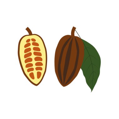 Kakao çekirdeği yassı tasarım vektör çizimi. kakao meyvesi