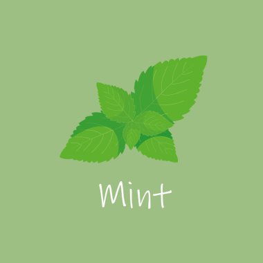 El yapımı nane yaprakları beyaza izole edilmiş. Çizgi film biçimi vektör illüstrasyonu.