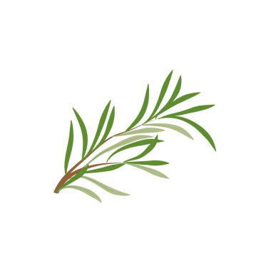 Biberiye dalı. Beyaz arkaplanda izole biberiye