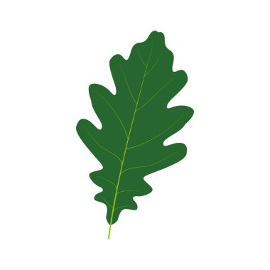Meşe yaprağı tasarım şablonu. Meşe yaprağı ve meşe palamudu grafik vektörü. Vektör illüstrasyonu