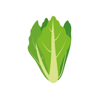 Beyaz üzerine Romaine marulu.