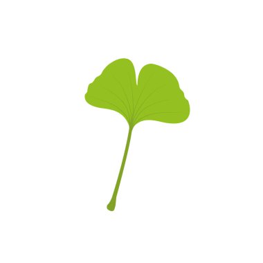 Ginkgo yaprağı. Düz vektör çizimi beyaz üzerine izole edildi.
