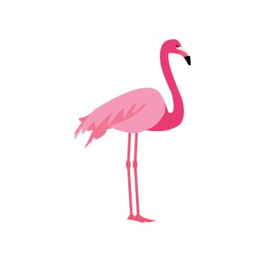 Beyaz arkaplanda izole edilmiş pembe flamingo vektör çizimi.