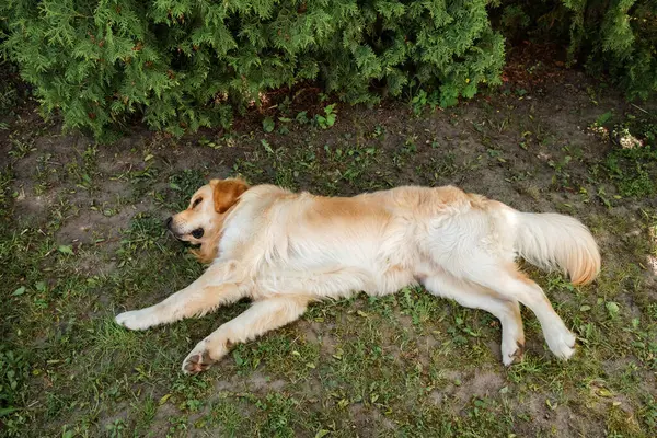 The golden retriever dog lies on back on green grass of backyard background. Top view on relaxing pet outdoors. Funny time with domestic animal. Cheerful doggy. Friendship concept. Summer activity.