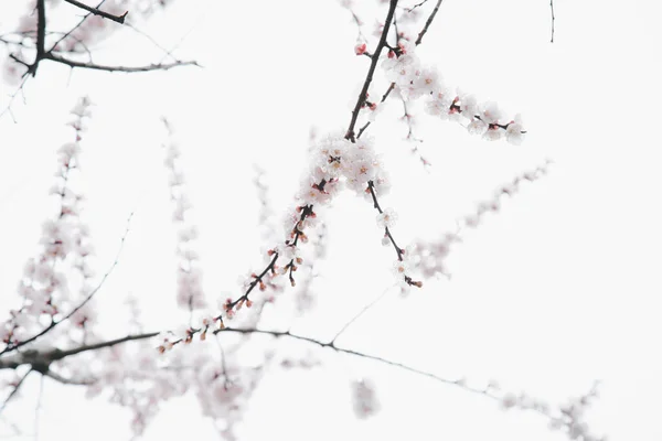 stock image Immerse in the tranquil beauty of cherry blossoms. Delicate branches against a serene white sky. Captivating nature photography.