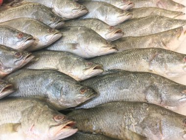 Taze yakalanmış deniz kabuğu güzelce buzun üzerine yerleştirilmiş, aşçılık kreasyonlarınız için hazır..