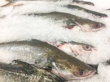 Marketteki ezilmiş buzda taze yayın balığı, parlak pullarını ve tazeliklerini sergiliyor..