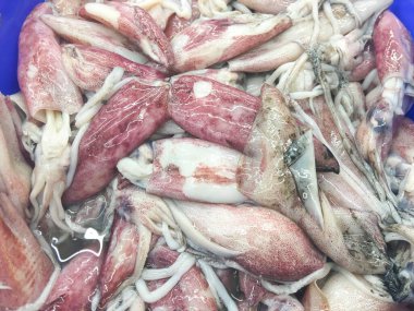 Mavi bir tepside parlayan derili taze mürekkep balığı yığını, pişirmeye ya da satmaya hazır..