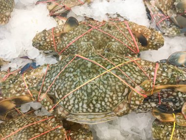 Taze mavi yüzen yengeçler satılık olarak buzda sergilenir.