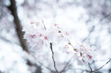 Kiraz çiçeklerinin huzur dolu güzelliğine dalmak için. Durgun, beyaz bir gökyüzüne karşı narin dallar. Büyüleyici doğa fotoğrafçılığı.
