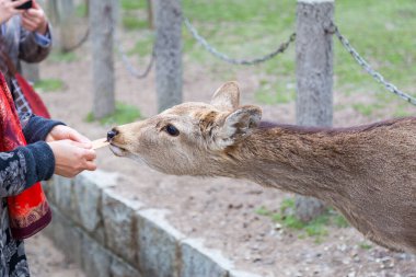 Sevimli geyik şehrin bir sembolü ve Kasuga Tapınağı 'ndaki tanrıları ve Nara Park' ı temsil ettiğine inanılıyor. Nara Bölgesi, Kansai Bölgesi, Japonya 'daki ünlü bir turizm merkezi..