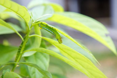 Yaprakla beslenen yeşil bir tırtılın yakın çekimi, bir kelebeğin doğadaki yaşam döngüsünün ilk evrelerini sergiliyor..