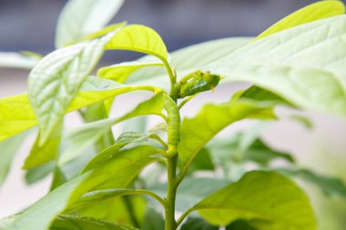 Yaprakla beslenen yeşil bir tırtılın yakın çekimi, bir kelebeğin doğadaki yaşam döngüsünün ilk evrelerini sergiliyor..
