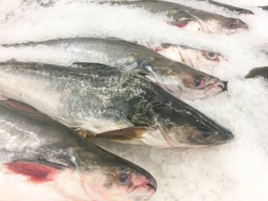 Marketteki ezilmiş buzda taze yayın balığı, parlak pullarını ve tazeliklerini sergiliyor..