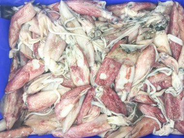 Mavi bir tepside parlayan derili taze mürekkep balığı yığını, pişirmeye ya da satmaya hazır..