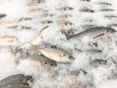 Taze sarı çizgili trevally balığı buzda satılık..